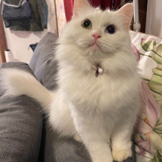 スコティッシュフォールドのまるちゃん