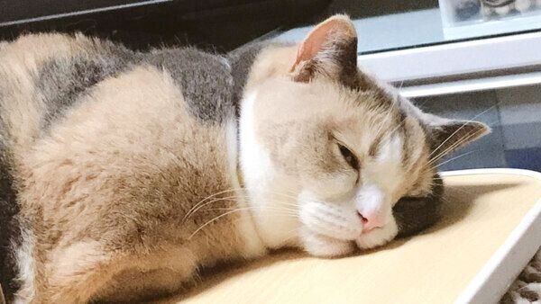 目を開けて眠るリラちゃん