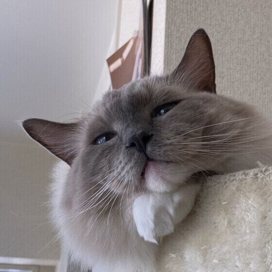 ラグドールの五右衛門くん