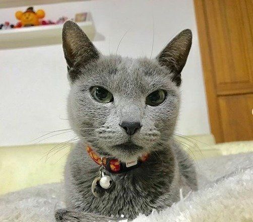 赤い鈴をつけて香箱座りしているロシアンブルー