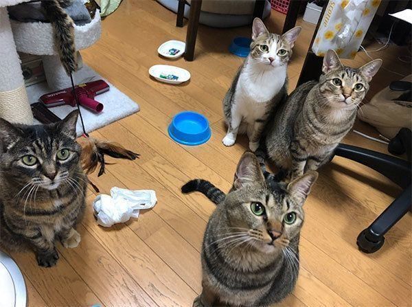 見つめるミントちゃん、ライムちゃん、アビルちゃん、マリちゃん