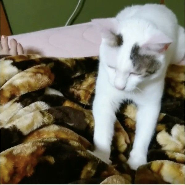 ふみふみニャンコ