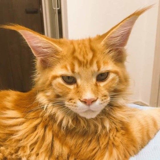 耳が立派なメインクーン