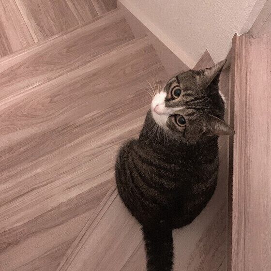 階段から上を見上げるキジトラ猫
