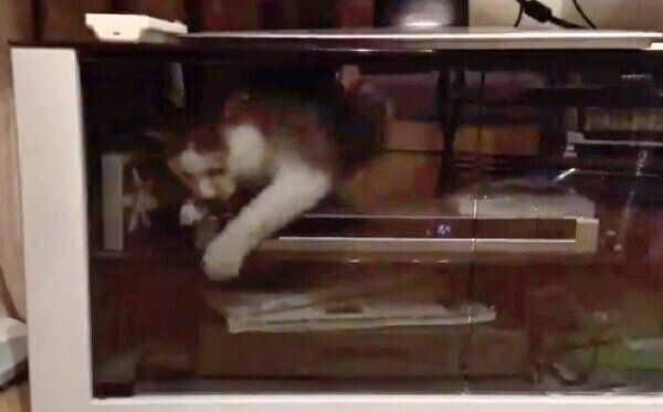 テレビ台の中に入り込むちゃろくん