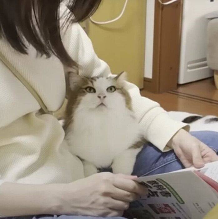 飼い主さんを見上げる秀吉くん