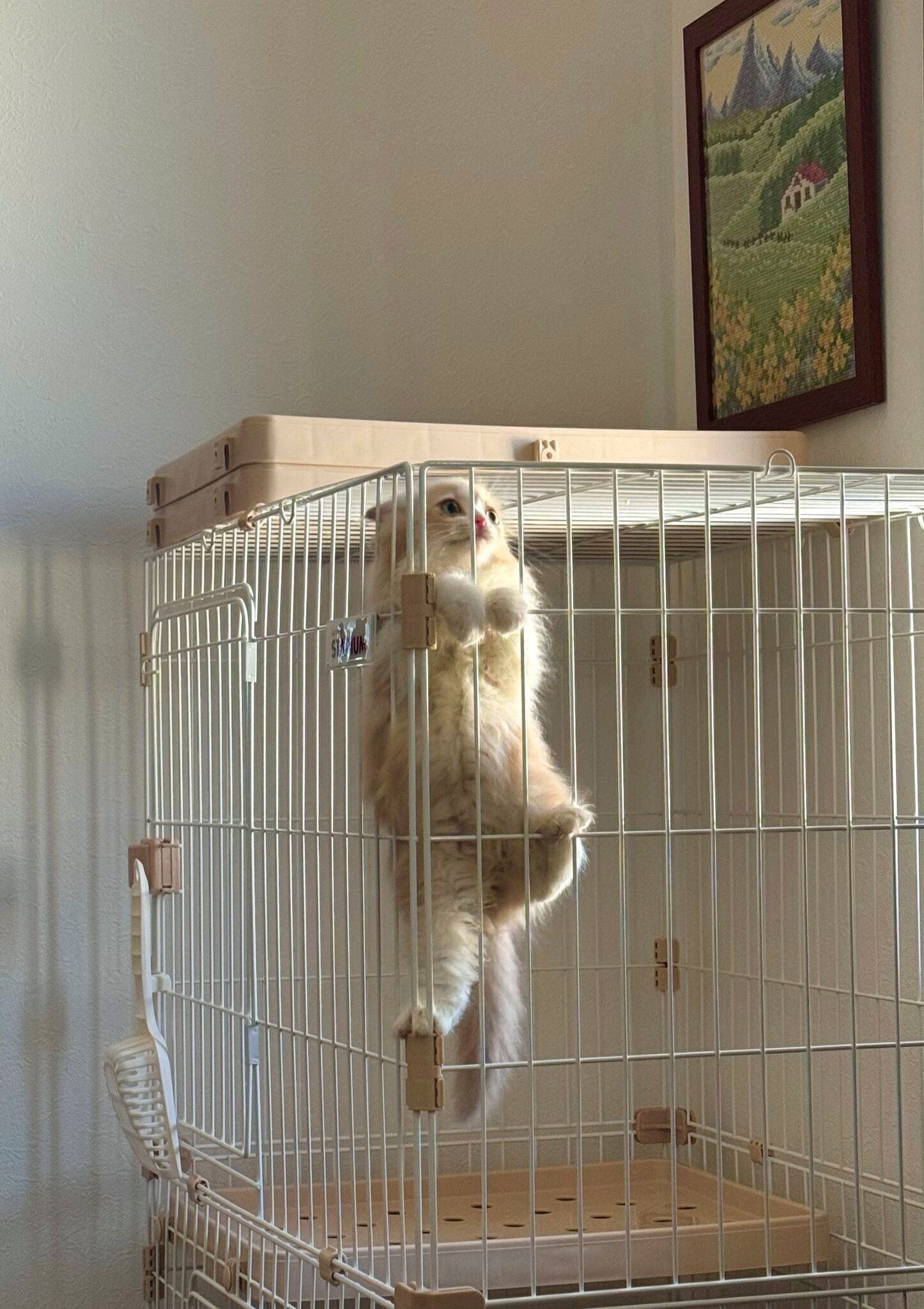 「ロカくんのやんちゃな一面が伝わる写真」と飼い主さんが