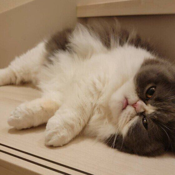 寝そべるエキゾチックショートヘアのももこちゃん