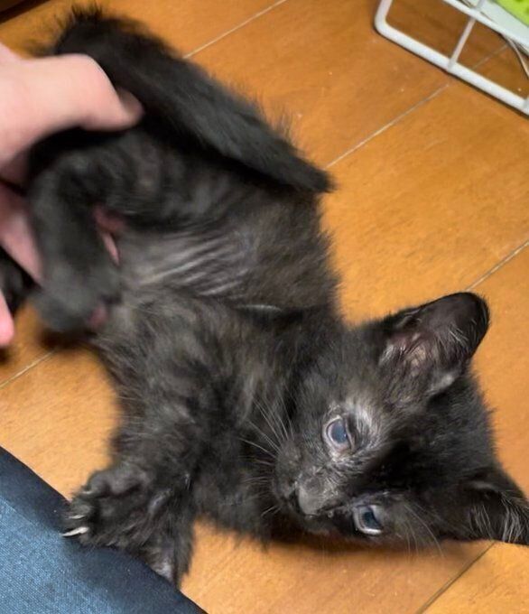 保護後2週間のくろろくん