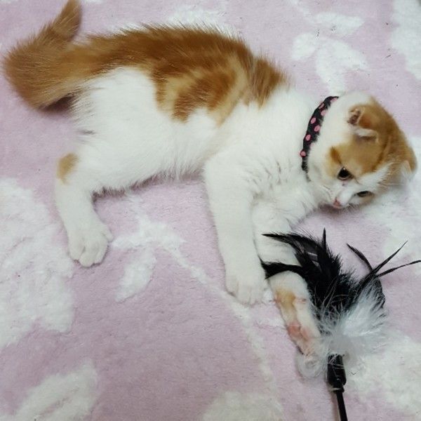 ふわふわのじゃらしとスコティッシュ