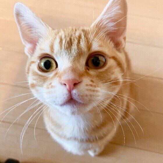 アメリカンショートヘアの一番くん