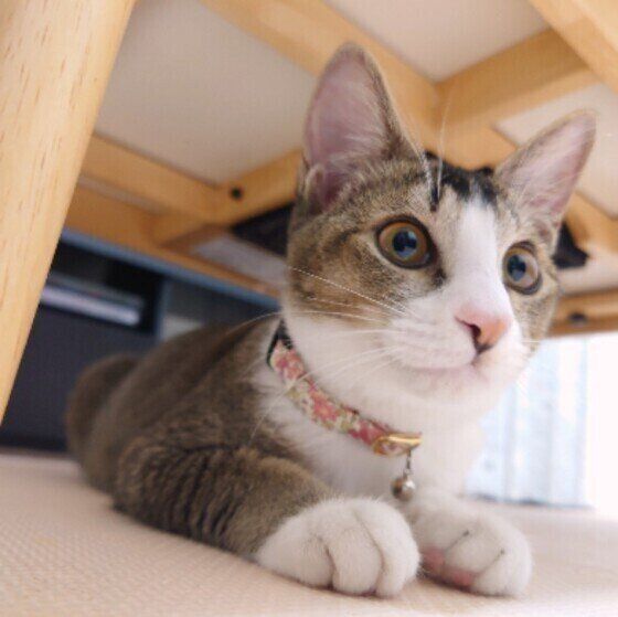 首輪デビューしたこまめちゃん