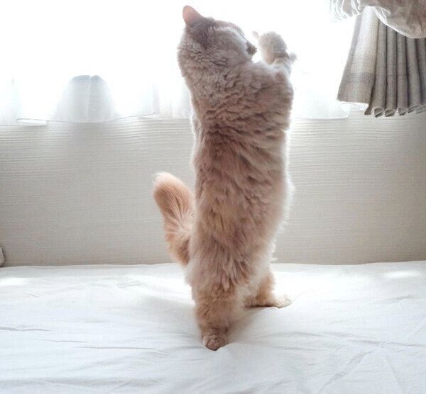 ひつじのぬいぐるみを抱えて立つぽこくん