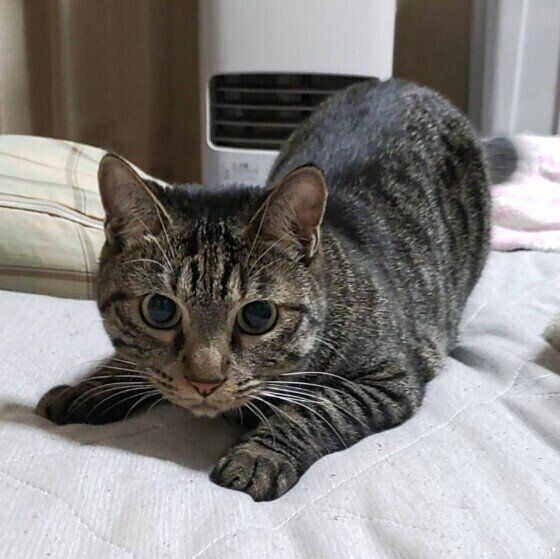 サバトラ猫のハロちゃん