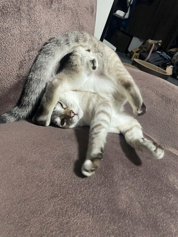 変わったポーズで寝転がるちゃぼくん