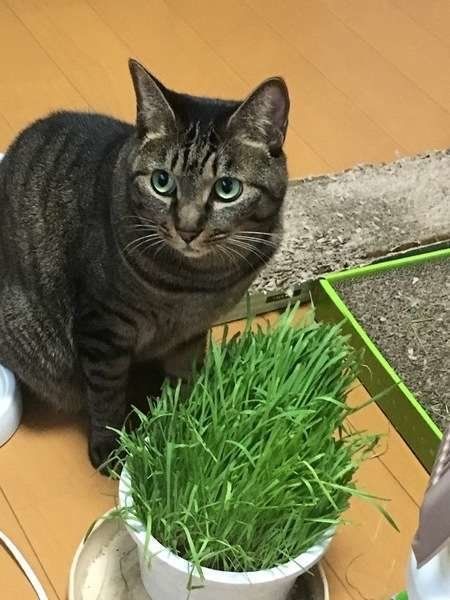 名無しのキジトラちゃんと猫草