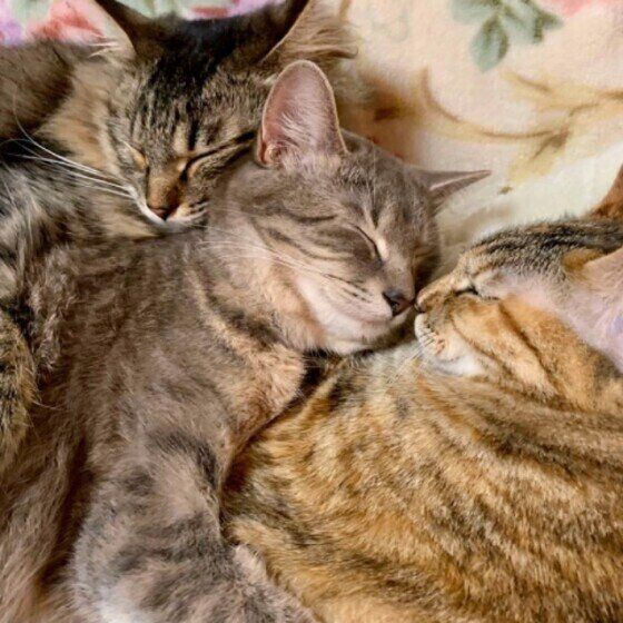 仲良くくつろぐキジトラ3姉妹