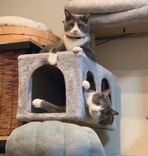 まったりするしらたまくん、ごましおくん