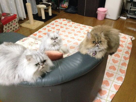 留守番するペルシャ