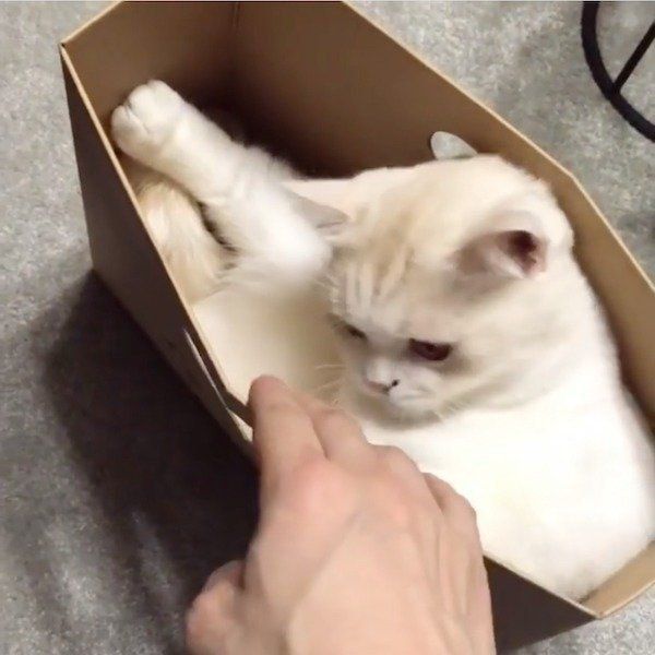 狭いところが大好きなマンチカン