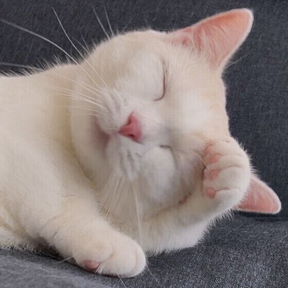 マンチカンのカプチーノくん