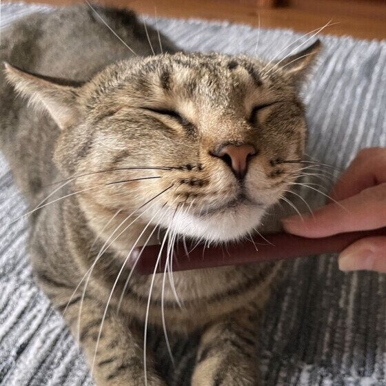 Mix（キジトラ）のエルダちゃん♪