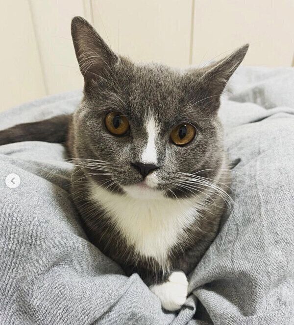 見つめるひじきくん