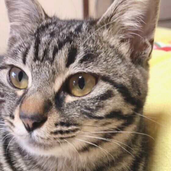 キジトラの粒こしょうちゃん