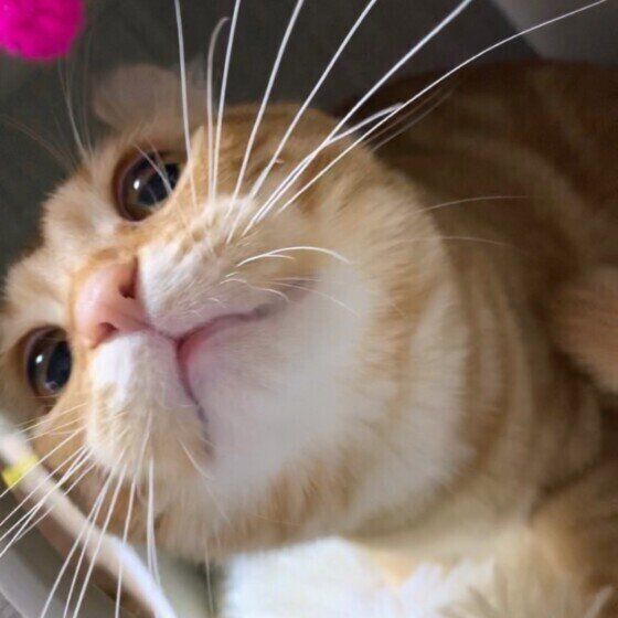 見つめるアメリカンカール