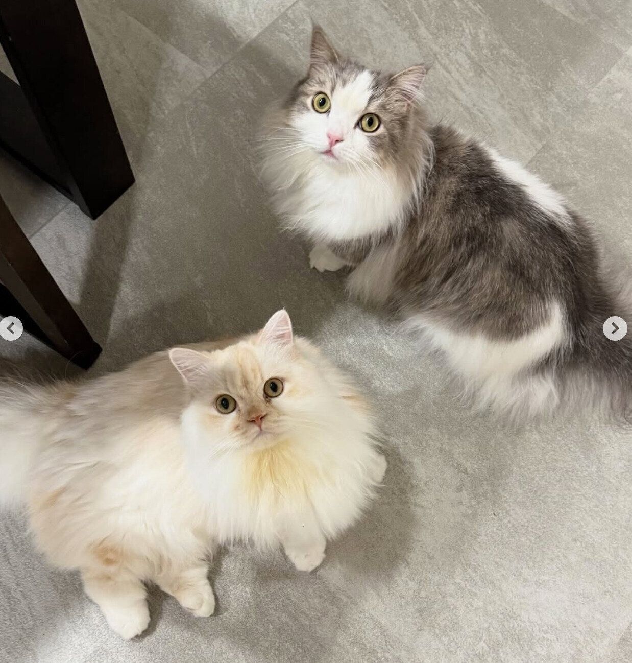 見上げるmielくん、cielくん