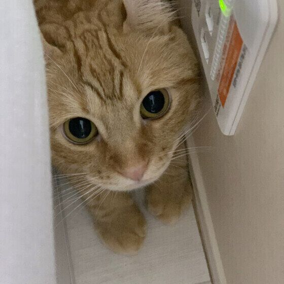 アメリカンカールの麦くん