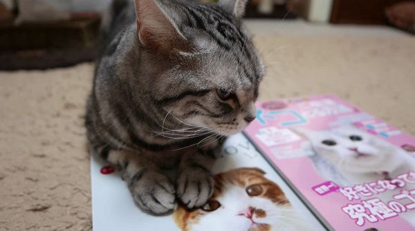 飼い主の気を引こうとする猫