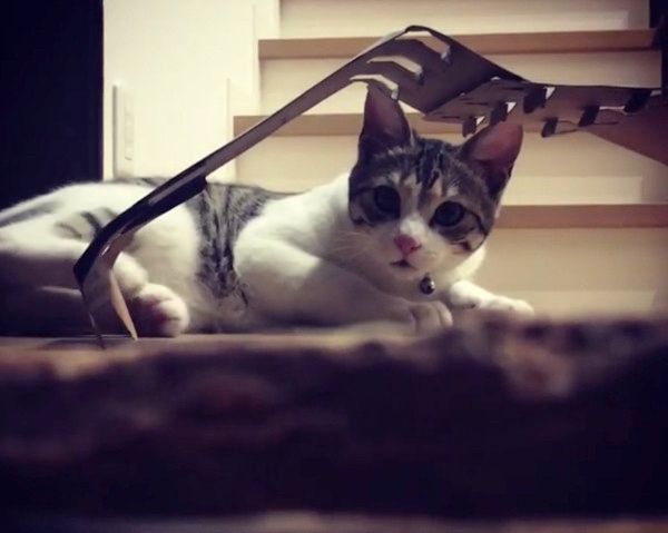 狩りモードの猫