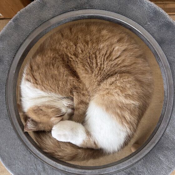 アンモニャイトするうにくん