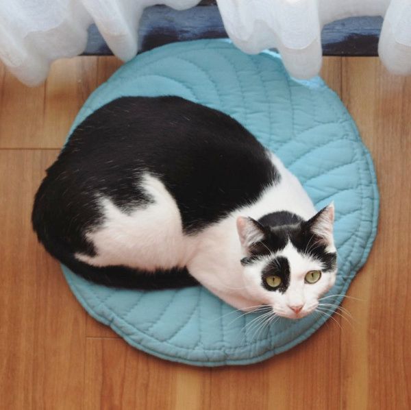 箱に入りたがる猫