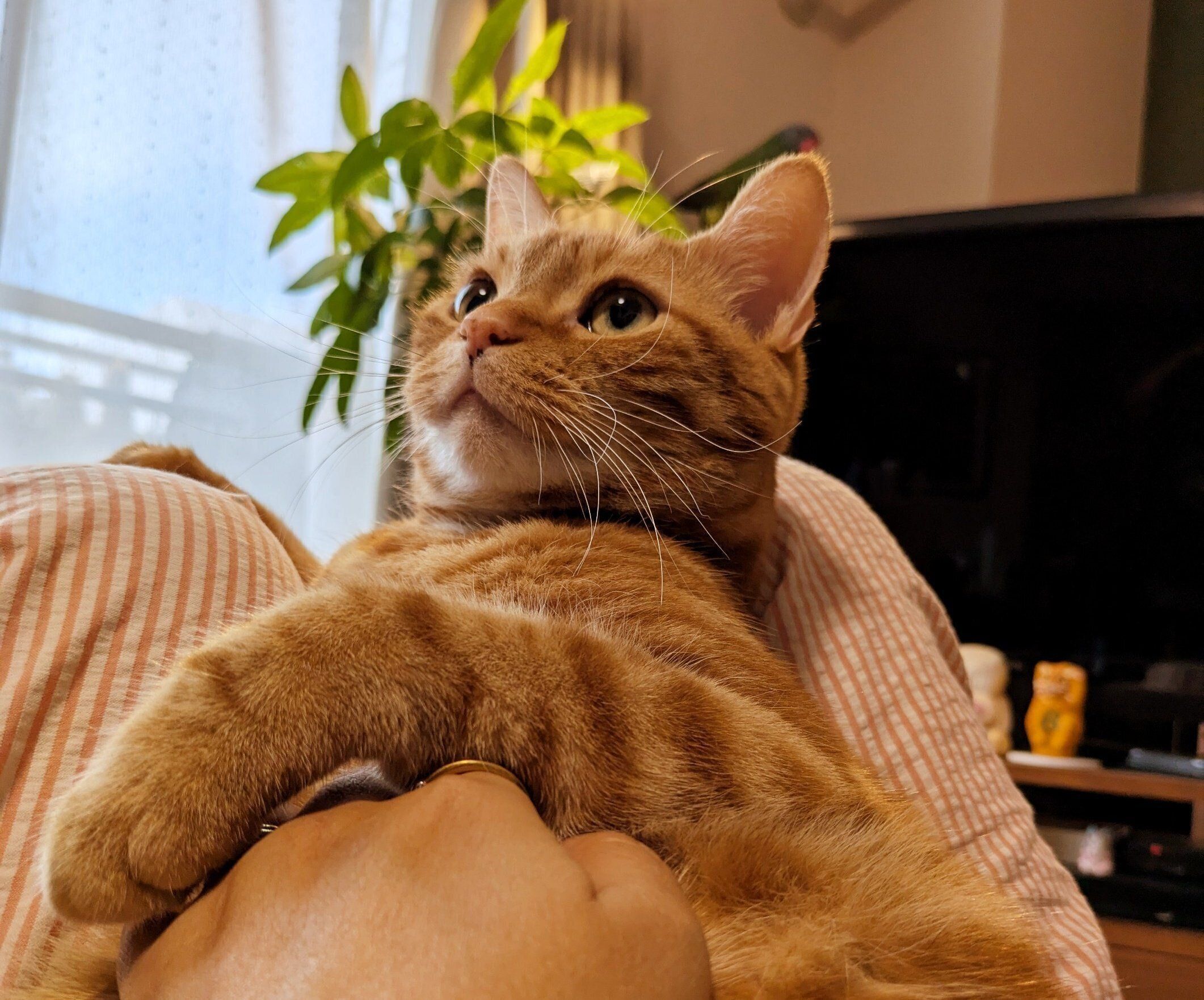 飼い主さんに甘えるぼんちゃん