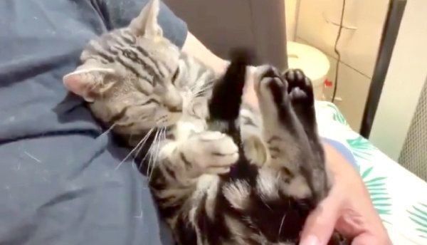 催眠術をかけるアメリカンショートヘア