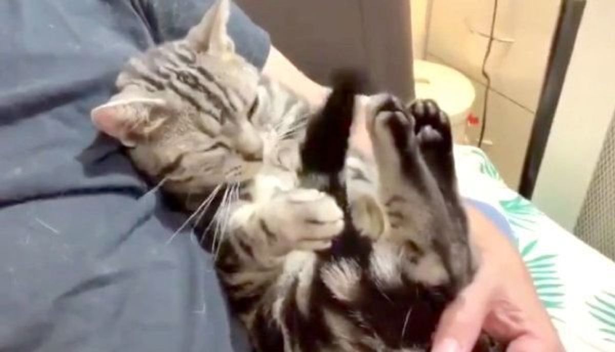 見ていると眠くなる 自分に催眠術をかけるニャンコが話題に ねこのきもちweb Magazine 見ていると眠くなる 自分に催眠術をかけるニャンコが話題に ねこのきもちweb Magazine