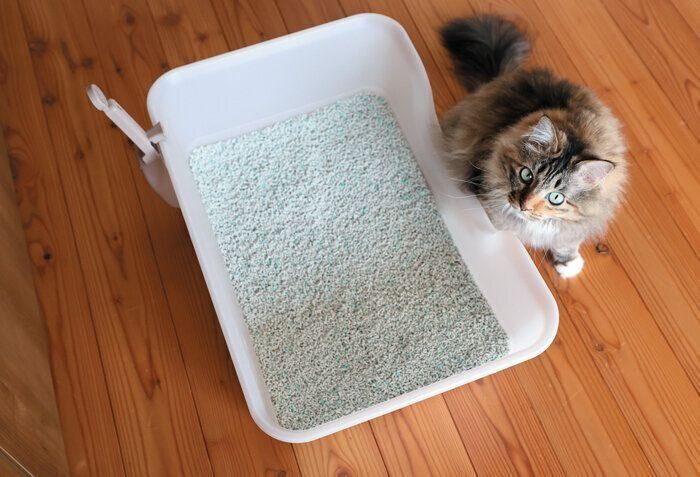 きれいなトイレ砂と猫