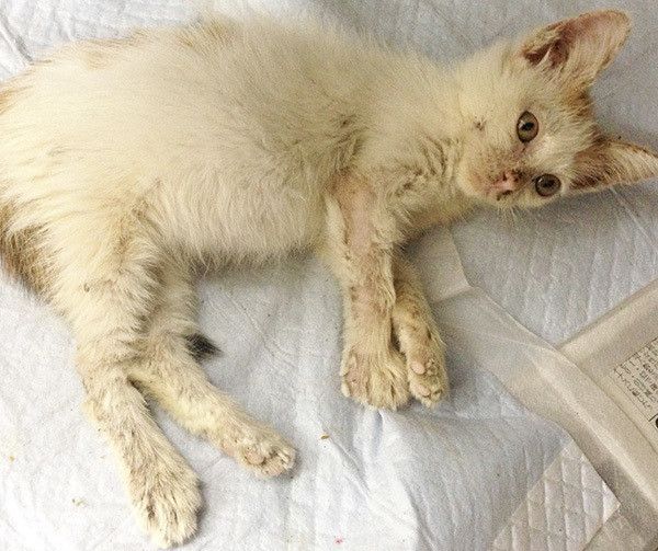 つらそうな子猫