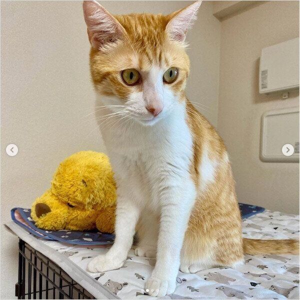 ニトリのNクールシリーズ