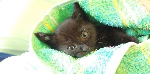 元保護猫・はなびくん