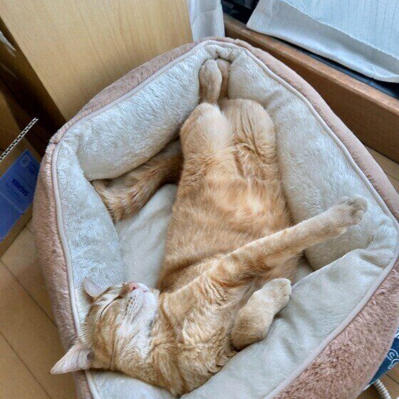 茶トラのちゃのすけくん