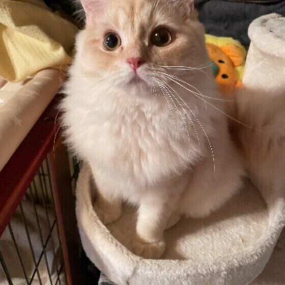 見つめるサイベリアン