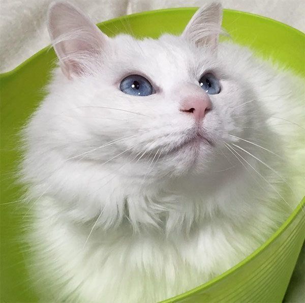 元保護猫・風ちゃん