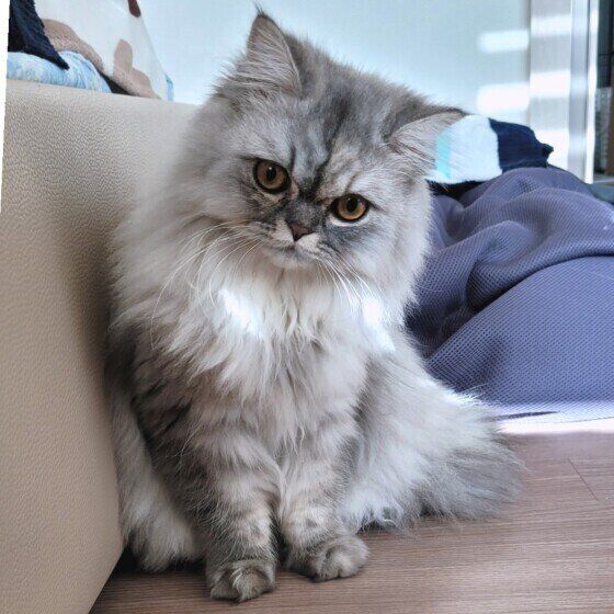 ペルシャのミミちゃん