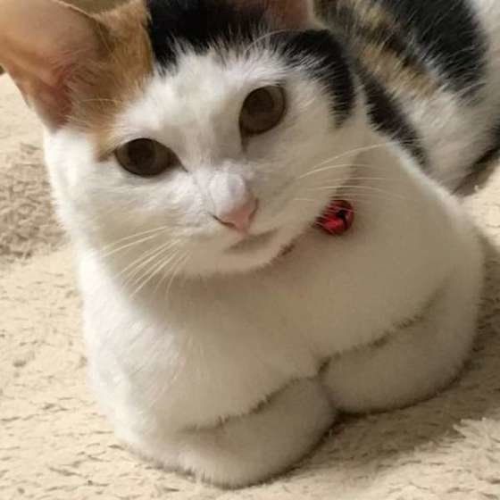 カメラ目線の猫