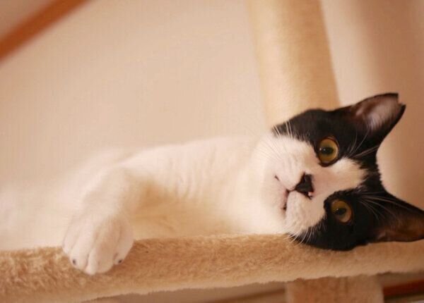 くつろぐオズくん