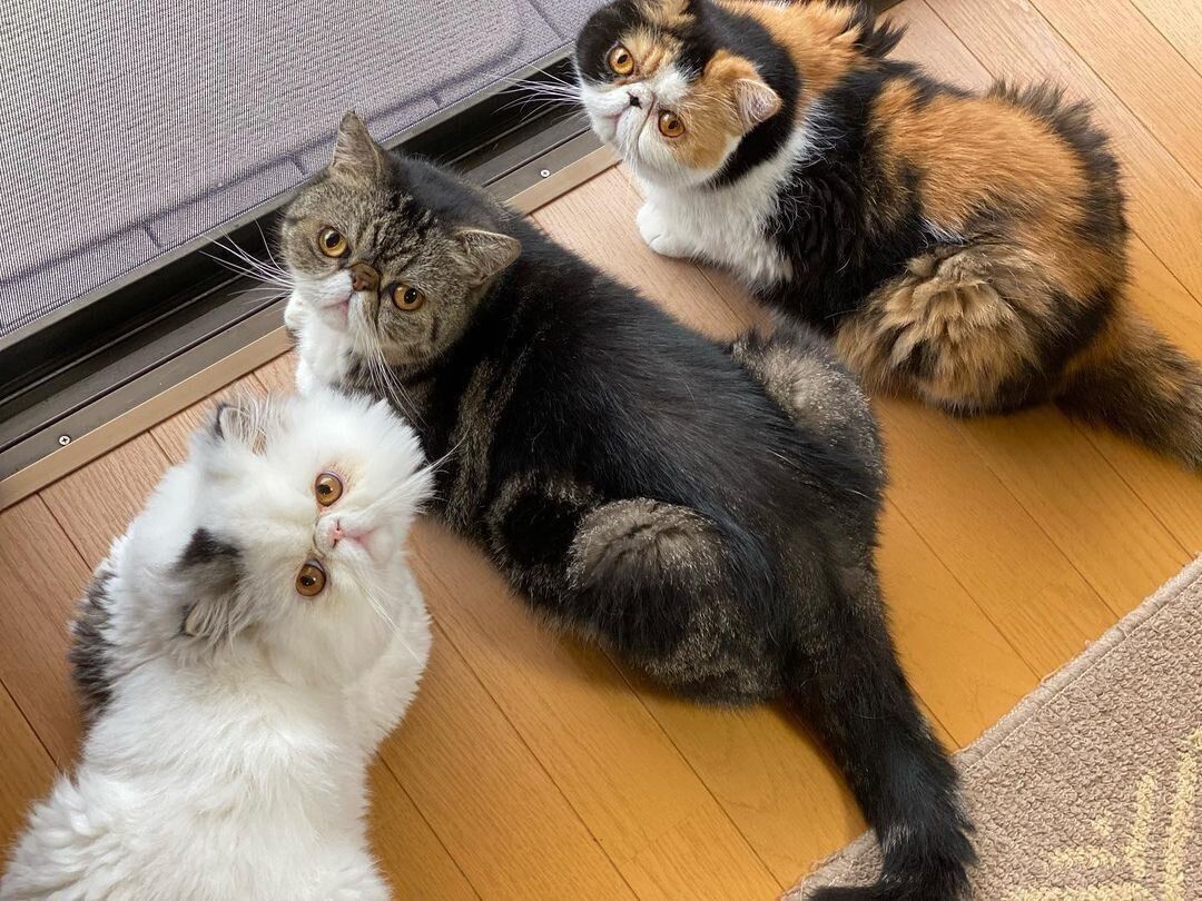 “ニャルソック”中の猫たち