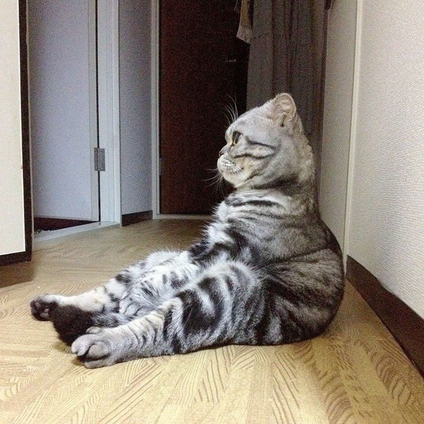 Sns上で話題になった最も重要な猫 にランクインしたことで ノルウェーの猫だと勘違いされた話 渋ネコししまるさん 22 ねこのきもちweb Magazine